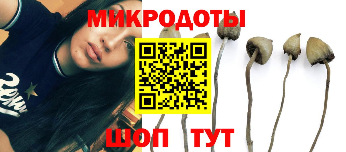 Галлюциногенные грибы Psilocybe Сызрань